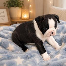 Boy 1 - Brindle and white male Boston Terrier puppy in Shell Knob, Missouri from Stoneridge Kennel