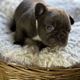 Cindy Lou - Liver female French Bulldog puppy in Billings, Montana from Yellowstone Frenchies