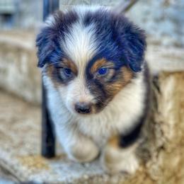 Jewel - Australian Shepherd puppy in Poway, California from Side Tongue Shepherds