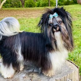 Paris  - Biewer Terrier