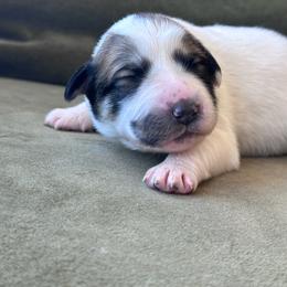 Girl 1 - White and badger female Great Pyrenees puppy in San Diego, California from McCarthy Ranchette LLC