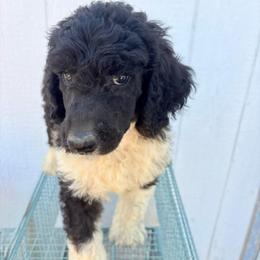 Nyx (w Jenifer) - Parti male Poodle puppy in Meadowbrook, California from Standard Poodle Pups