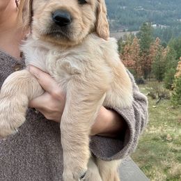 Golden Retriever Puppies from Mountain View Goldens