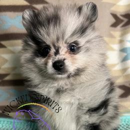 HOLD AKC PUGSLEY - Blue merle male Pomeranian puppy in Watkins Glen, New York from Wicked Spirits Pomeranians