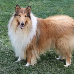 Convoy - Collie