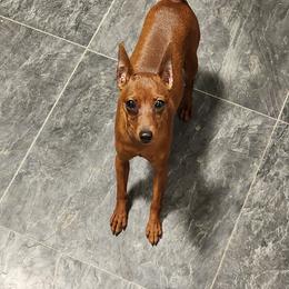 Miniature Pinscher Puppies from Hundeholz