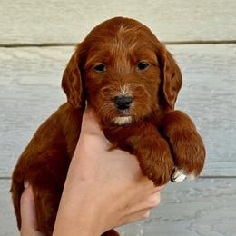 Girl 4 - female Goldendoodle puppy in Belgrade, Montana from Best Friend Doodles