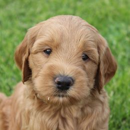 Brick - Gold male Australian Cobberdog puppy in Bellingham, Minnesota from Whispering Prairie Australian Cobberdog