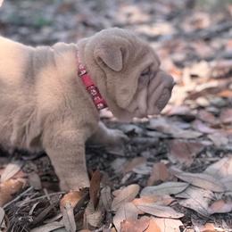 Elwood - Lilac dilute male Chinese Shar-Pei puppy in Lehigh Acres, Florida from Florida Wrinkles