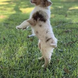 Miniature Australian Shepherd Puppies from Rounvale