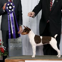 Rat Terriers from Icon Rat Terriers