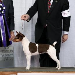 Rat Terriers from Icon Rat Terriers
