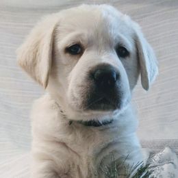 Labrador Retrievers from AKC White English Labrador Pups