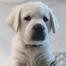 Labrador Retrievers from AKC White English Labrador Pups