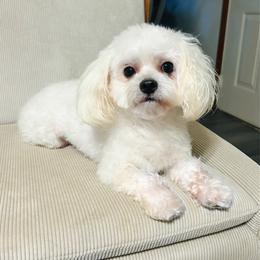 Elvis - White male Maltese puppy in Morehead, Kentucky from Paw Perfect Pets