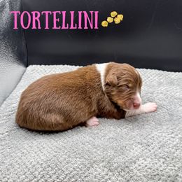 Tortellini - Red tri-color female Australian Shepherd puppy in Fort Pierce, Florida from JS Aussies
