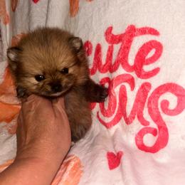 Shyla - Orange sable female Pomeranian puppy in Zavalla, Texas from Precious Puff Poms