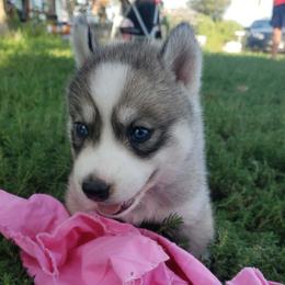 Girl 2 pink  (no spots) - Gray and white female Siberian Husky puppy in Mccool Junction, Nebraska from Sininger Lagoon