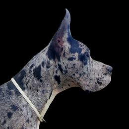 Titan - Great Dane