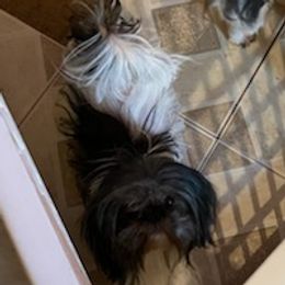 Shih Tzus from Blanca's Shih Tzus