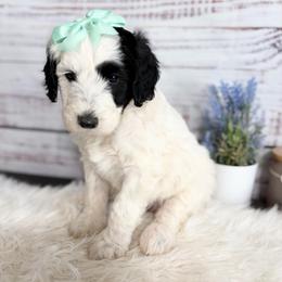 Isla - Black and white female Sheepadoodle puppy in Nixa, Missouri from Davis Family Doodles