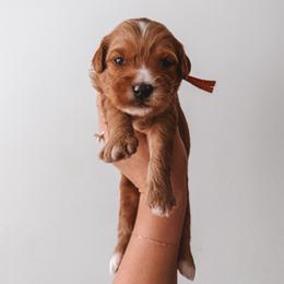 Pecan (Orange) - Red  male Goldendoodle puppy in Beaverton, Oregon from Henry Elliots