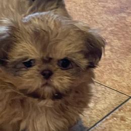 Shih Tzus from High Desert  Shih Tzu