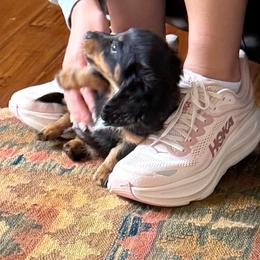 Randall - Black and tan male Dachshund puppy in Fort Worth, Texas from Louis' Litters