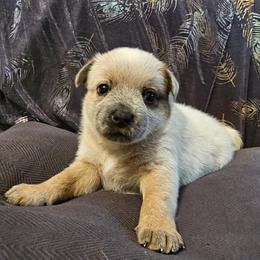 Cinna - Red speckled male Australian Cattle Dog puppy in Sneedville, Tennessee from JoAnn's Australian Cattle Dogs