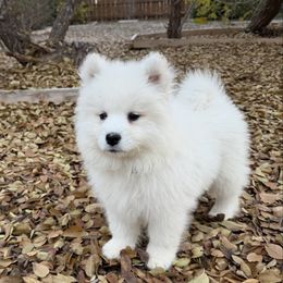 Black - White male Samoyed puppy in Paulden, Arizona from Carefree Samoyeds & Deserthills Labradors