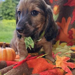 Wyatt - Sable male Dachshund puppy in New York from T. Rex Doxies & Friends