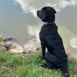 Dilute Retriever and Labrador Retriever Puppies from SmoKy Hills Labradors