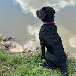 Dilute Retriever and Labrador Retriever Puppies from SmoKy Hills Labradors