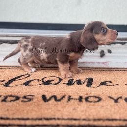 Roan SILKY - Dapple male Dachshund puppy in Conway, Missouri from Ozark Mountain Kennel