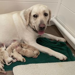Labrador Retrievers from Bella Frieda Farm Labrador Retrievers