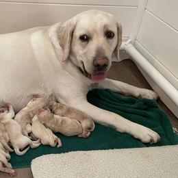 Labrador Retrievers from Bella Frieda Farm Labrador Retrievers