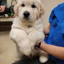 Golden Retriever Puppies from Evergreen Goldens