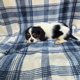 Happy - Tri-color male Cavalier King Charles Spaniel puppy in Neosho, Missouri from County-Line Critters
