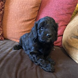 BW Male - Black and white male Cavapoo puppy in Tempe, Arizona from Springerdoodles Plus AZ