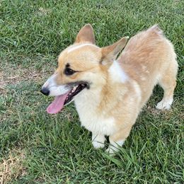 Ranger - Pembroke Welsh Corgi