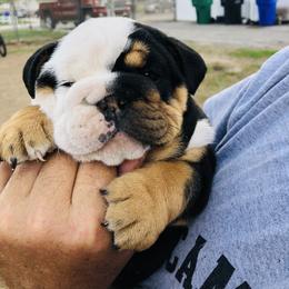 "Dude x Chica" Bulldog Puppies from Wellington Bulldogs