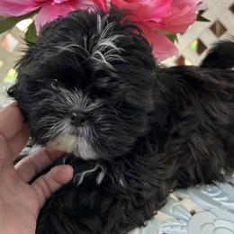 Remmy - Black and white male Shih Tzu puppy in Victorville, California from Precioustzus