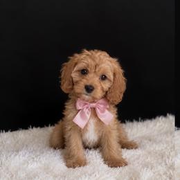 Cavapoo puppies from Poodles of the south