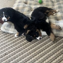 Bernese Mountain Dog Puppies from Bastian Mountain Dogs
