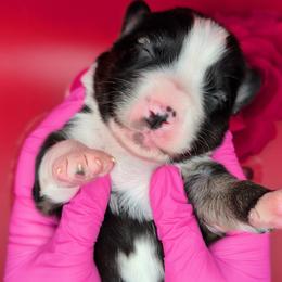 Quinn4Boy4- BTM,NBT,AKC,OFAs,Genetics - Black tri-color male Australian Shepherd puppy in South Hill, Virginia from Silverside Aussies LLC