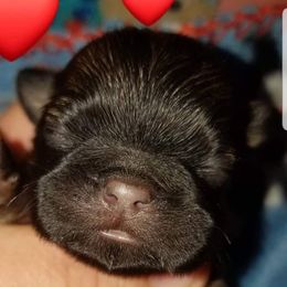 Shih Tzus from WendsabeShihTzu's