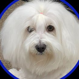 Honey - Coton de Tulear