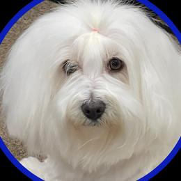 Honey - Coton de Tulear