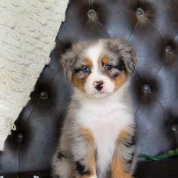 Ellie- Has Tail and Videos - Blue merle female Australian Shepherd puppy in Troy, South Carolina from Lana Corley- Australian Shepherds of 3/W Farms