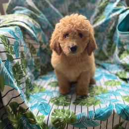 Katy - Cream female Goldendoodle puppy in Willits, California from Big Island Goldendoodles